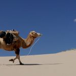 Matarán a 10.000 camellos salvajes en Australia francotiradores