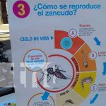 Zancudos: Los bichos más detestables que causan graves enfermedades verano