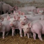 peste porcina