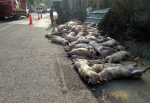 accidente de transito