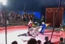 Oso ataca salvajemente a su entrenador en plena función de circo circo
