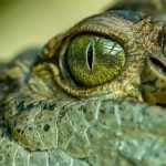 Nacen dos cocodrilos americanos en peligro de extinción en Perú zoologico