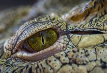 Cocodrilo de casi cuatro metros se pasea en campo de golf (Video) aligator americano