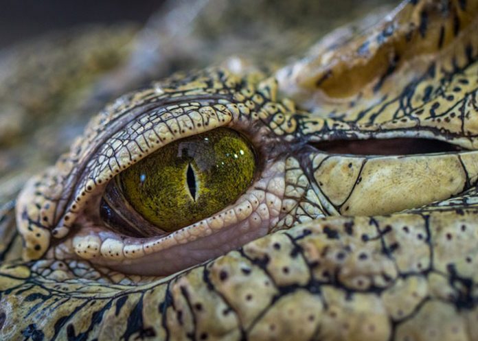 Cocodrilo_YUDCtnl aligator americano