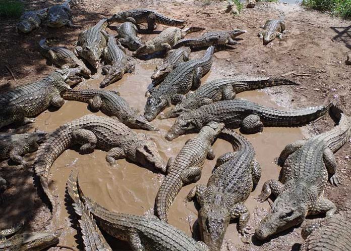 Cocodrilos_TN1qmjA indonesia