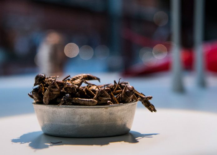 Comida platos del menu