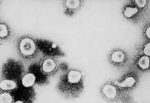 OMS tiene pruebas que el nuevo coronavirus es de origen natural oms