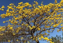 Roble Sabana y Cortés amarillo florecidos embellecen Nicaragua roble sabana