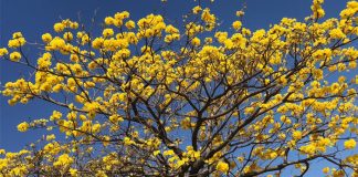 roble sabana