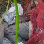 Madre sorprende a su hijo cuando enterraba el cuerpo del hermano mexico