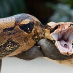 Video: Nace culebra con dos cabezas y dos corazones en EE.UU. culebra con dos corazones