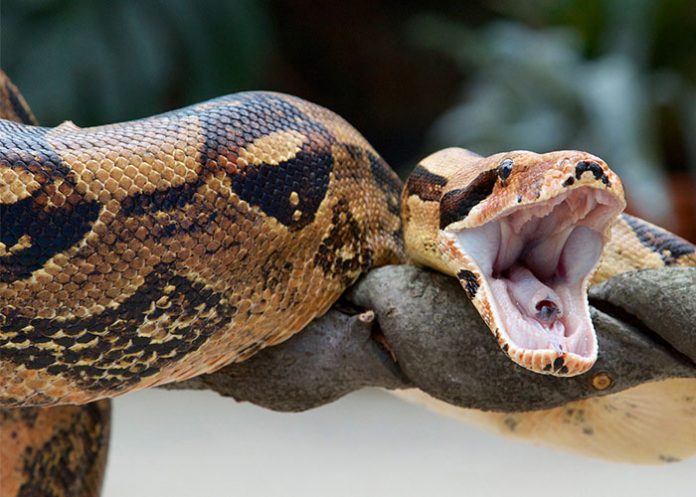 culebra con dos corazones