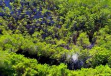 Impactante video: Capturan una pitón de 5,3 metros y 55 kilos cerca de Miami estados unidos