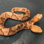 serpiente de dos cabezas