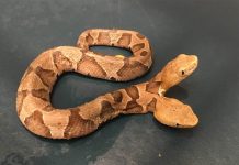 Monstruo de dos cabezas: Aparece serpiente venenosa en vecindario de EE.UU. serpiente de dos cabezas