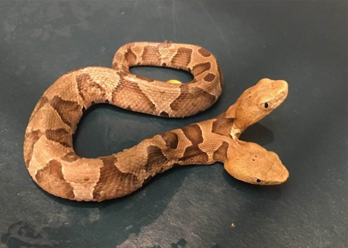 serpiente de dos cabezas