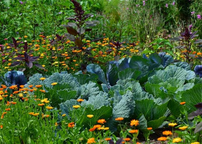 Cultivos estados unidos