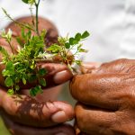 organizacion global witness