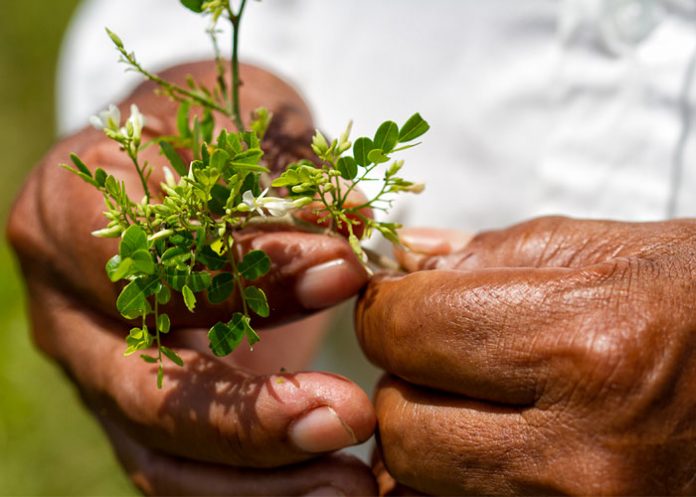 organizacion global witness