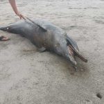 Dos delfines han sido hallados muertos en la costa salvadoreña en los últimos días costa del sol
