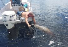Hallan muertos a 9 delfines nariz de botella en las costas de Florida delfines muertos