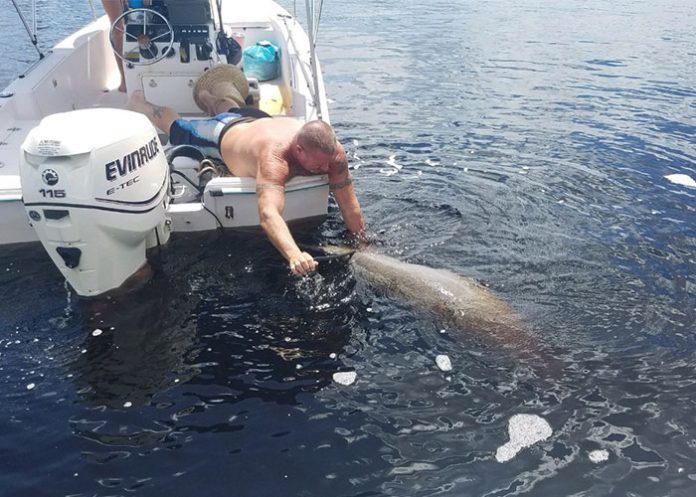 Delfin_JpBdLCj delfines muertos