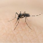Se triplican los casos de dengue en Costa Rica dengue