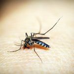 Reportan alza de casos sospechosos de dengue en El Salvador el salvador