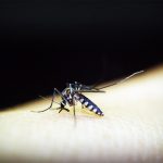 Aumenta a 27 el número de fallecidos por dengue en Guatemala guatemala