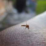 dengue