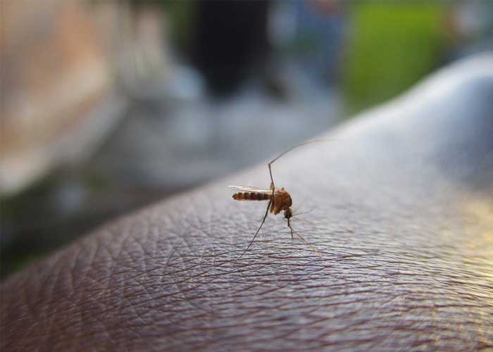 Dengue-Honduras_2enKzPE dengue