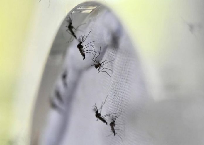 Dengue-OPS-America-Latina ops