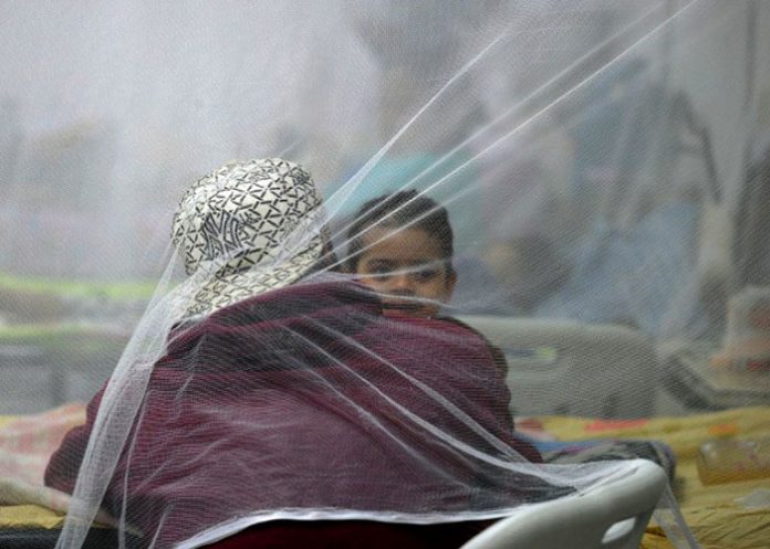 Dengue-honduras-san-pedro-sula honduras