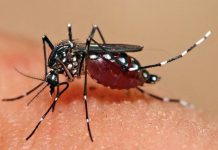 Aumentan a 16 las víctimas por dengue hemorrágico en Honduras honduras