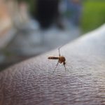 Costa Rica registra un incremento del 76 % en los casos de dengue salud
