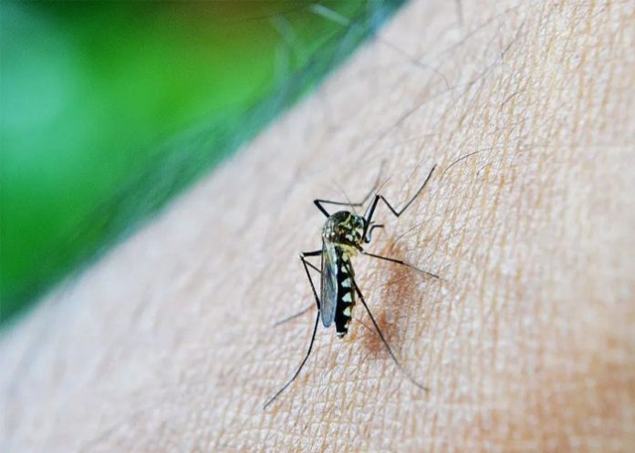 Dengue_Mexico_vf5iJ7p mexico