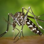 mosquito aedes aegypti