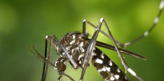 mosquito aedes aegypti