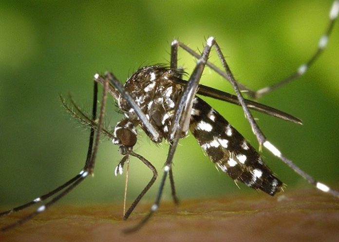 mosquito aedes aegypti