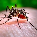 Dengue y coronavirus: las dos epidemias que enfrenta Centroamérica dengue