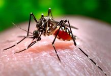 dengue