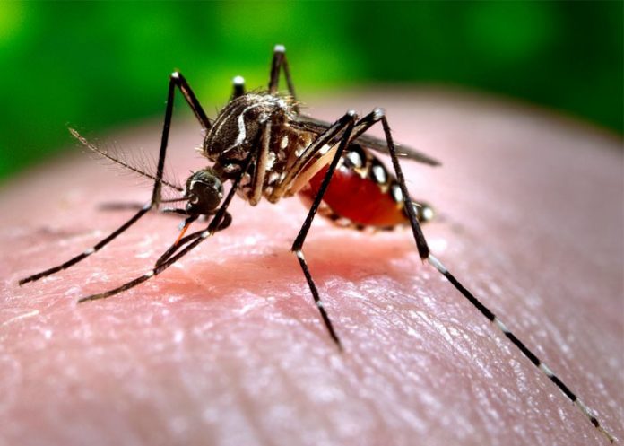 dengue