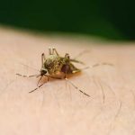 Honduras cerró 2020 con 25.038 enfermos por dengue grave muertos