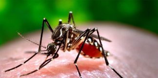 dengue