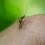 Costa Rica registra 9.598 casos de dengue en lo que va de 2020 dengue