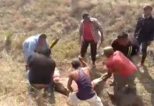 Roban y destazan en media carretera a reses vivas en México (VIDEO) video viral