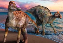 Identifican un nuevo dinosaurio de pico de pato en Japón japon, ciencia, identificacion, dinosaurio, pico de pato,