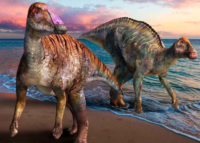 japon, ciencia, identificacion, dinosaurio, pico de pato,