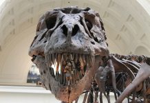 Aficionado a la paleontología quiere recuperar cráneo de dinosaurio incautado texas