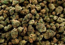 A partir de hoy Michigan permite uso de la marihuana recreativa estados unidos